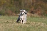 BERGER AUSTRALIEN PUPPIES 242
